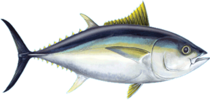 Big Eye Tuna